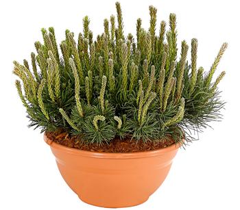 Kriech-Kiefer 'Pumilio', Schale