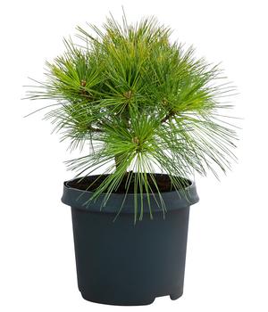 Dehner Weymouths-Kiefer 'Blue Shag'