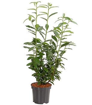 Kirschlorbeer 'Genolia'