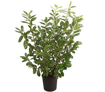 Kirschlorbeer 'Novita'