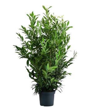 Kirschlorbeer 'Herbergii'