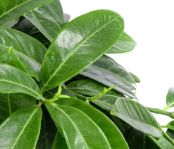 dark philodendron Philodendron Gloriosum Dark Form (young plant)