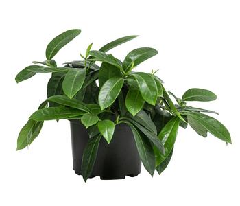 Bodendecker Kirschlorbeer 'Mount Vernon'