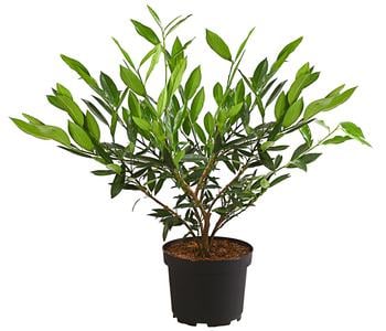 Kirschlorbeer 'Otto Luyken'