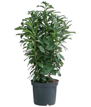 Kirschlorbeer 'Genolia'