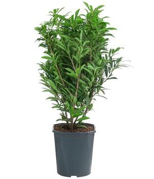 Kirschlorbeer 'Sofia'