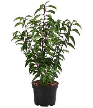 Portugiesischer Kirschlorbeer