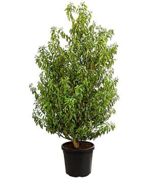 XXL Portugiesischer Kirschlorbeer 'Angustifolia', ca. 130-150 cm