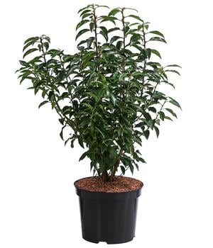 Portugiesischer Kirschlorbeer