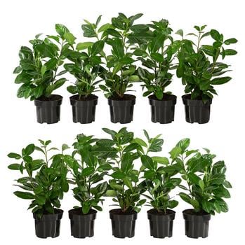 2-3 Meter Kirschlorbeer 'Novita', 10 x ca. 40-50 cm