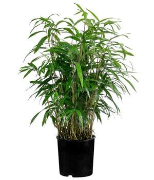 Japanischer Pfeilbambus