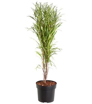 Säulen-Faulbaum - Farnblättriges Pulverholz 'Fine Line'®