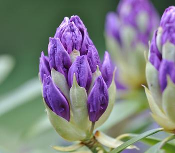 Rhododendron | Dehner