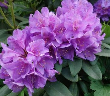 Rhododendron