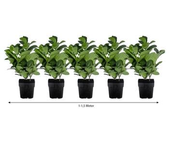 1-1,5 Meter Kirschlorbeer 'Etna', 5 x ca. 20-30 cm