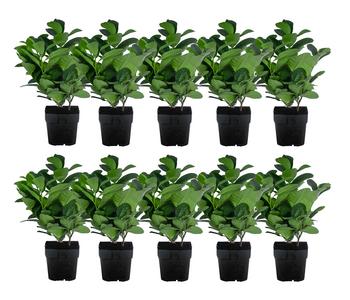 2-3 Meter Kirschlorbeer 'Etna', 10 x ca. 20-30 cm