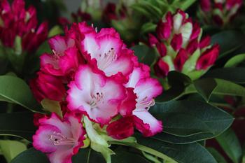 Rhododendron 'Mega' | Dehner