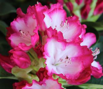 Rhododendron 'Mega'