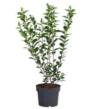 Ovalblättriger Liguster