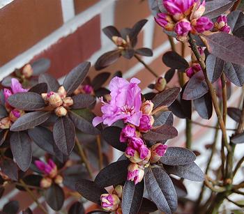 Rhododendron 'P. J. Mezitt' | Dehner