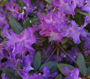 Zwerg-Rhododendron
