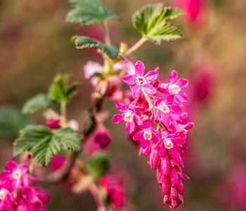 Blut-Johannisbeere 'King Edward VII'