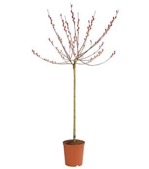 Rotkätzchen-Weide, Stämmchen