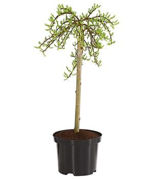 Nordische Bäumchen-Weide