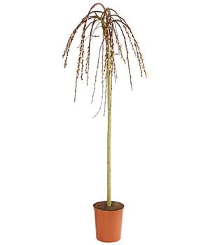 Hänge-Kätzchenweide 'Kilmarnock'