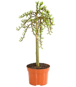 Nordische Bäumchen-Weide