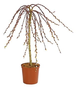 Hänge-Kätzchenweide 'Kilmarnock'