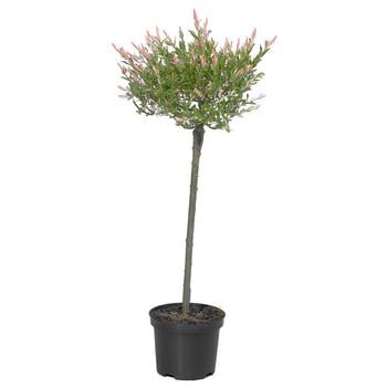 Zierweide 'Hakuro Nishiki'