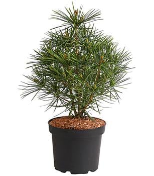 Japanische Schirmtanne