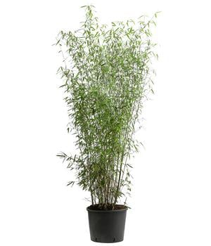 Bambus 'Jiuzhaigou 1'