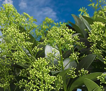 Blütenskimmie 'White Lady'
