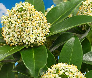Blütenskimmie 'White Globe'