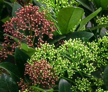 Blütenskimmie 'Twin'