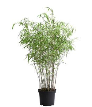 Schirmbambus 'Fargesia rufa' von Dehner, Grün