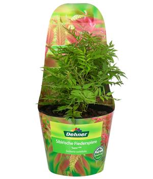 Sibirische Fiederspiere 'Sem'