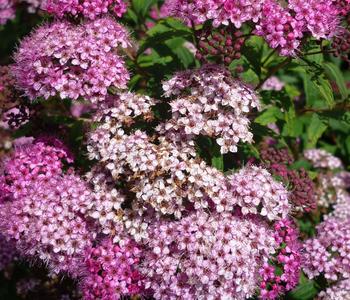 Zwergspiere 'Little Princess'