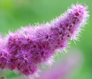 Kolbenspiere 'Triumphans'