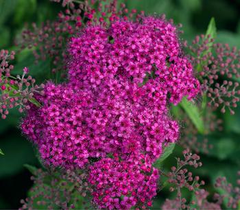 Rote Sommerspiere 'Anthony Waterer'