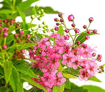 Japanischer Spierstrauch 'Genpei'