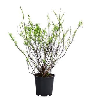 Strauch-Spiere 'Snowmound'