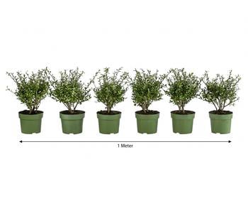 1 Meter Berg-Ilex 'Glory Gem', 6 x ca. 20-25 cm