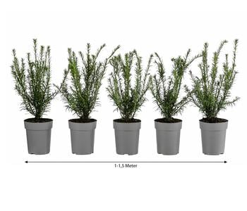 1-1,5 Meter Europäische Eibe, 5 x ca. 30 cm