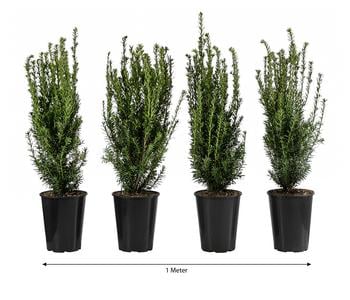 1 Meter Becher-Eibe 'Hillii', 4 x ca. 60-70 cm
