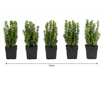 1 Meter Gewöhnlicher Buchs, 5 x ca. 30 cm