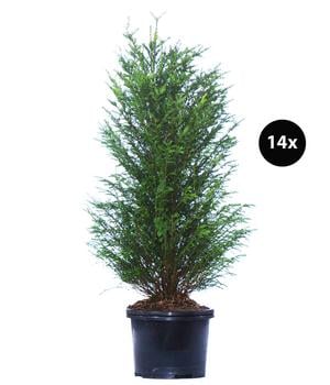 7 Meter Europäische Eibe, 14 x ca. 125-150 cm