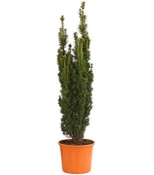 Gelbe Säuleneibe 'David'